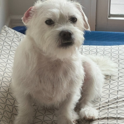 {petName}, a White Maltese French bulldog Mix Dog