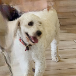 {petName}, a White Goldendoodle (Golden Retriever + Poodle) Dog