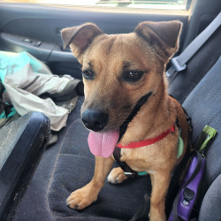 {petName}, a Tan, Golden Baja Mut Dog