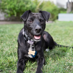 {petName}, a Black Terrier Mix Dog