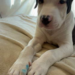 {petName}, a White, Black American Pit Bull Terrier Dog