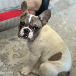 {petName}, a White, Tan, Light-brown, Dark-grey, Light-silver, Cream French Bulldog Dog
