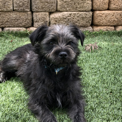 image of lost pet