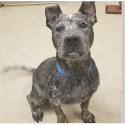 Spike, a gray mottled Catahoula Leopard Dog / American Pit Bull Terrier Dog