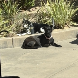 {petName}, a Black Boxer Dog
