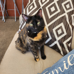 {petName}, a Black, Brown, Orange, Red Domestic Shorthair Cat