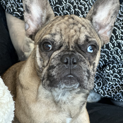 {petName}, a Tan, Cream, Yellow, Light-brown, White French Bulldog Dog