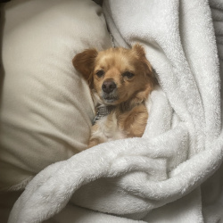 Leo, a Tan Chihuahua Dog