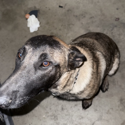 {petName}, a Brown, Tan Belgian Malinois Dog