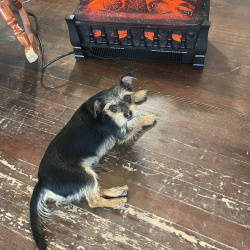 %name%, a %color% %breed% %type%