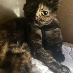 {petName}, a Dark-blue, Blue, Light-silver, Dark-brown, Silver, Lilac, Brown, Chocolate, Liver, Rust, Red, Tan, Golden, Fawn, Yellow, Apricot, Blonde, Beige, Cream, Black, Dark-grey, Grey, Light-grey, White To Cat