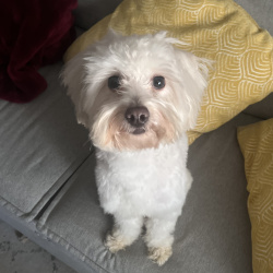 {petName}, a White Maltipoo Dog
