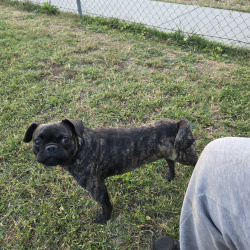{petName}, a Black Pug Dog