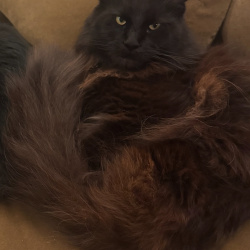 {petName}, a Black Maine Coon Cat