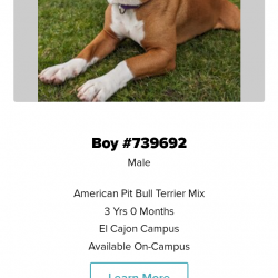 Boy, a Red, White Pit Bull Dog