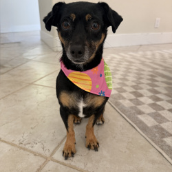 {petName}, a Unknown Chihuahua Dog