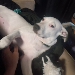 {petName}, a White, Black Retriever (Labrador)/ American Pit Bull Terrier Dog