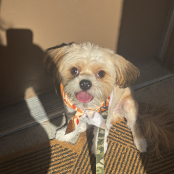 {petName}, a White, Cream, Light-brown Terrier Frenchie Mix Dog