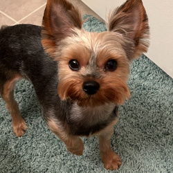 {petName}, a Black Yorkshire Terrier/Yorkie Dog
