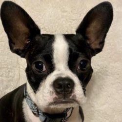 {petName}, a White, Black Boston Terrier Dog
