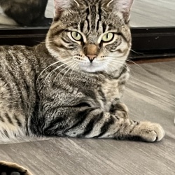 Rocky, a Brown, Black, Dark-brown Domestic Shorthair Cat