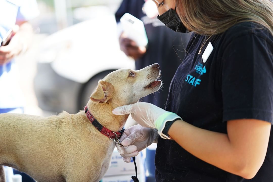 Pet check up at San Diego Humane