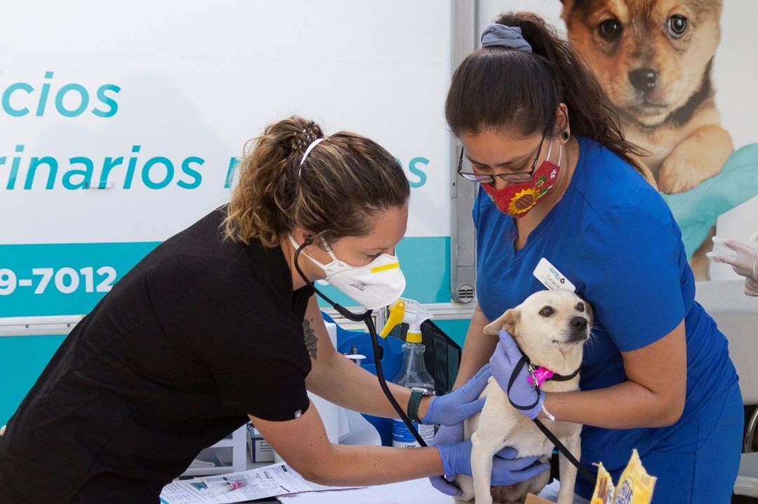 San Diego Humane Society community support services for pets
